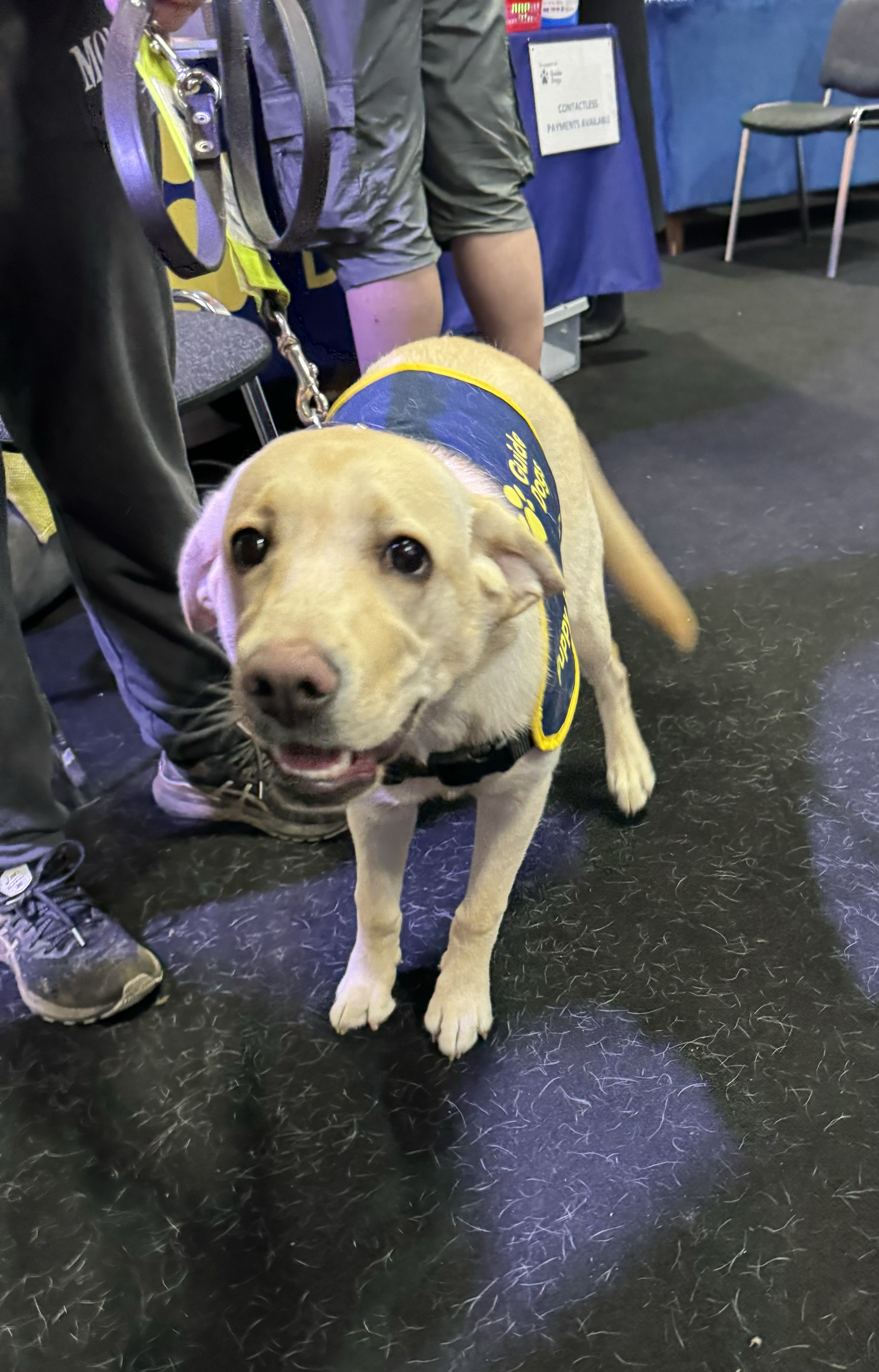 a wonderfully friendly guide dog in training